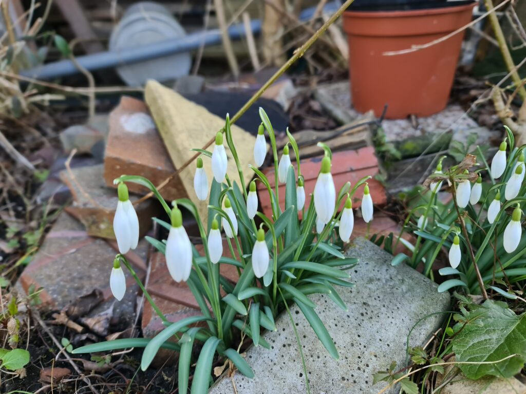 Ein Bild eines Schneeglöckchens.